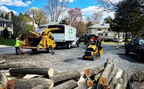 Trusted Osceola, WI Tree Services Experts